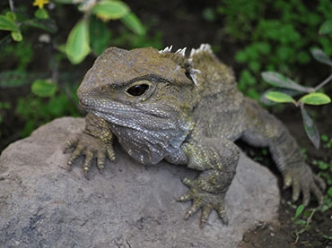 Willowbank Wildlife Reserve